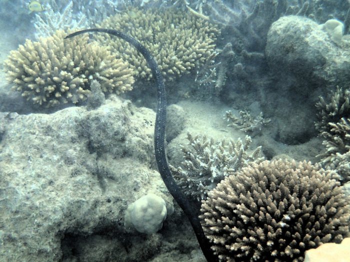 Emydocephalus annulatus