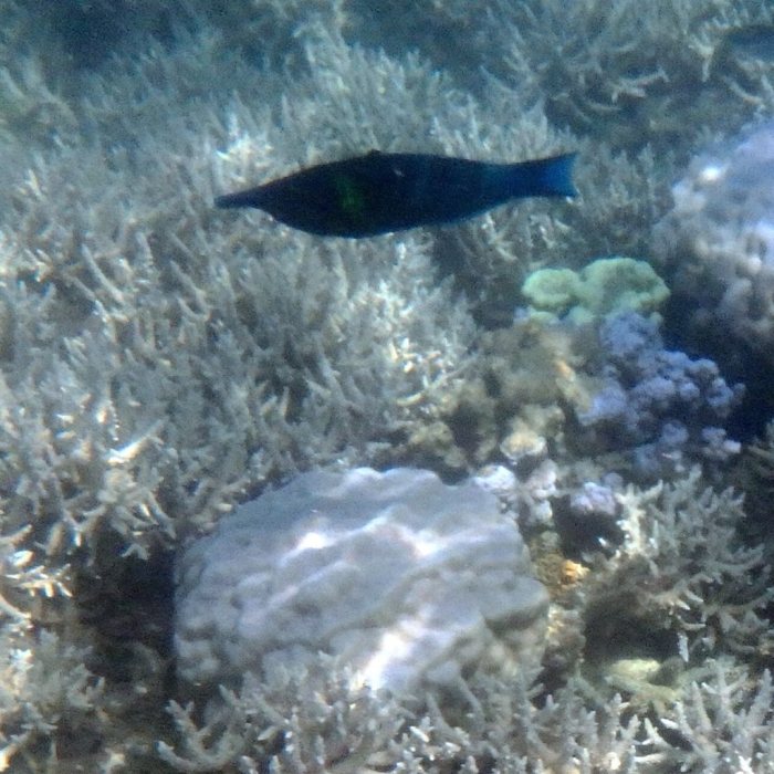 Gomphosus varius