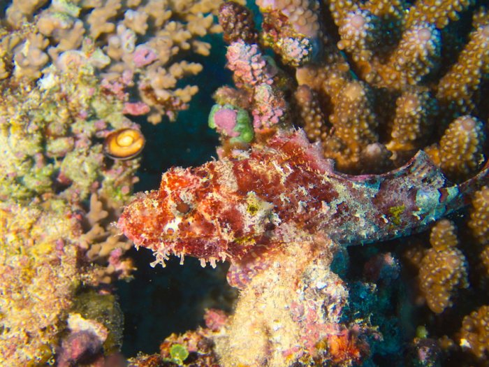 Scorpaenopsis possi