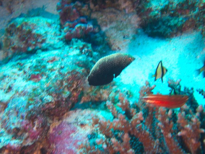 Poissons osseux
