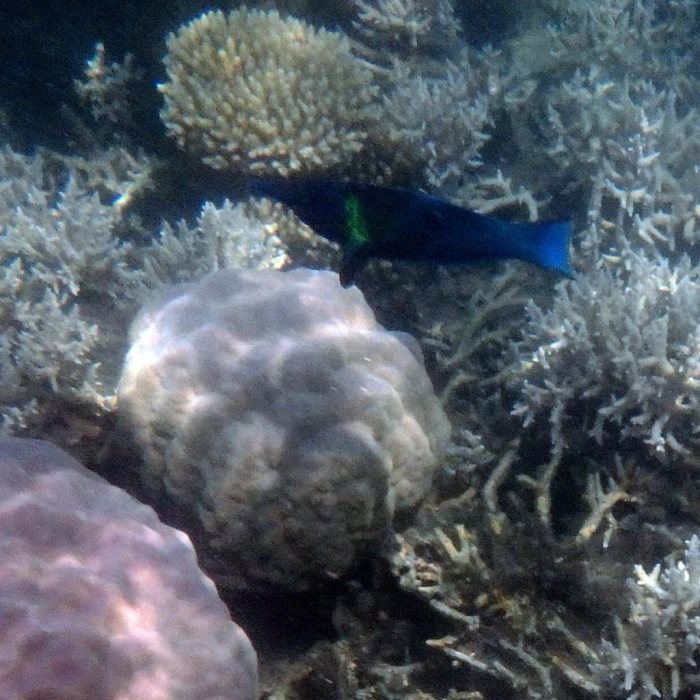 Gomphosus varius