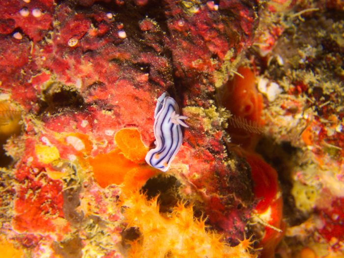 Chromodoris lochi