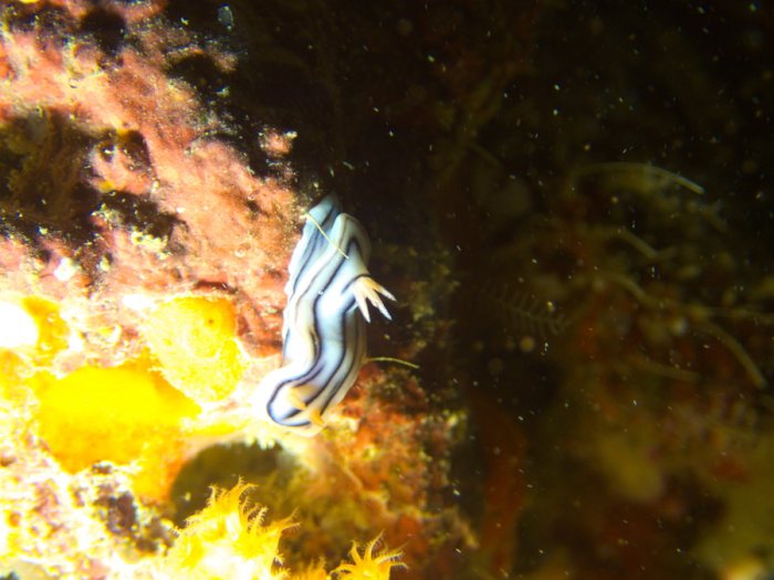 Chromodoris lochi