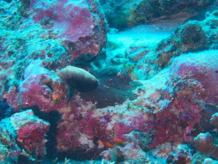 Poissons osseux