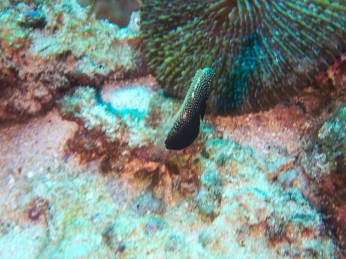 Poissons osseux