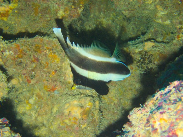 Heniochus chrysostomus