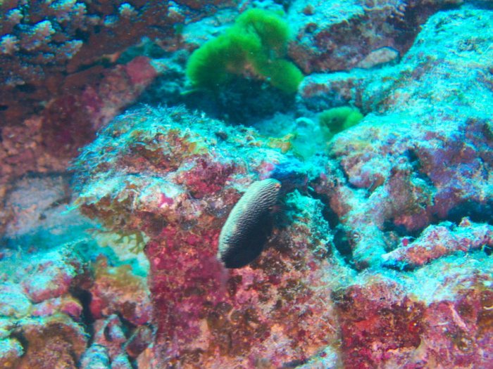 Poissons osseux