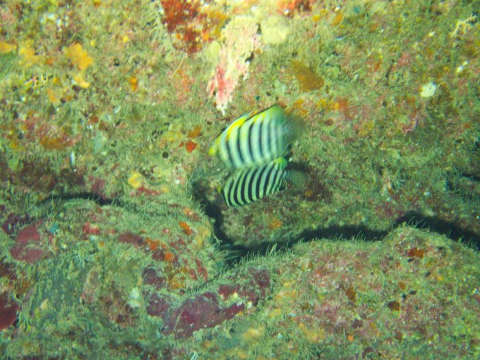 Poissons osseux