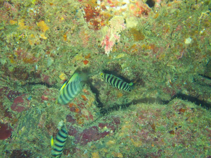 Poissons osseux