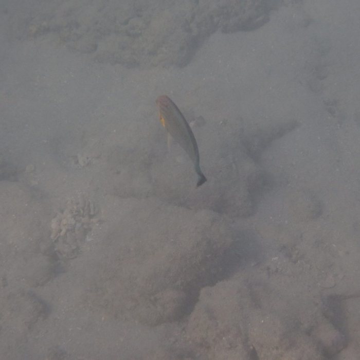 Halichoeres melanurus