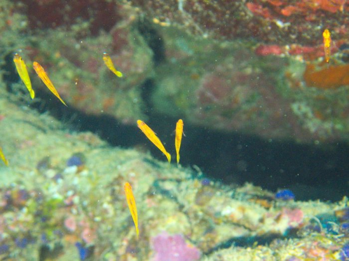Poissons osseux