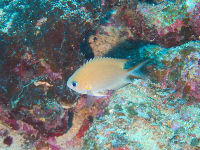 Pomacentrus amboinensis