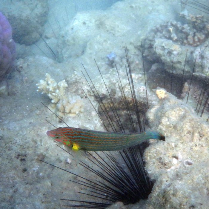 Halichoeres melanurus