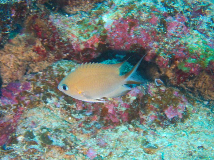 Pomacentrus amboinensis