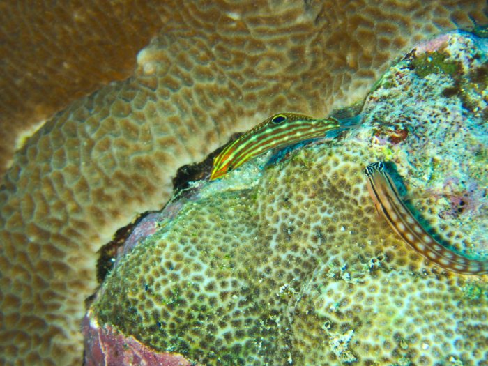 Poissons osseux