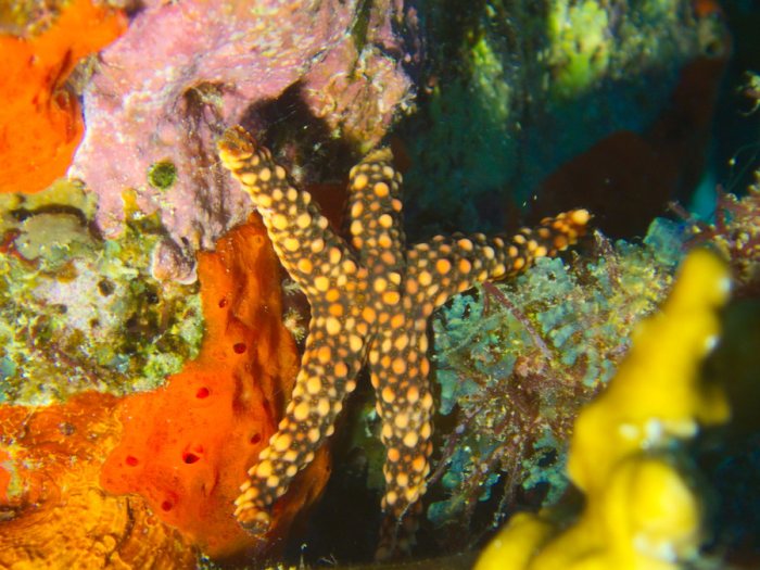 Étoile de mer