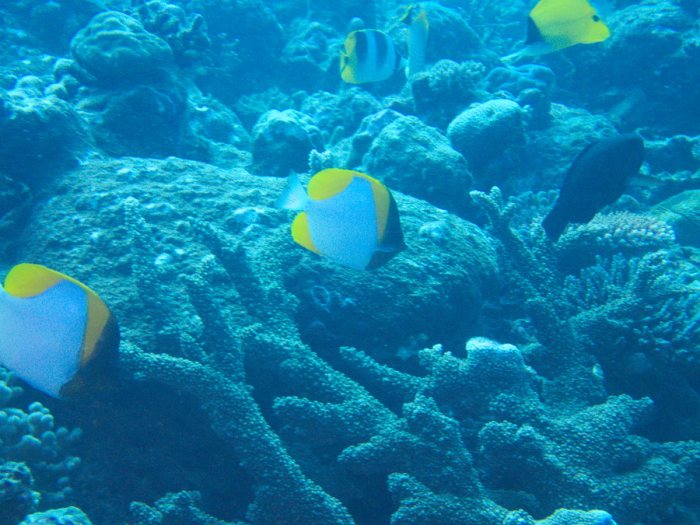 Hemitaurichthys polylepis