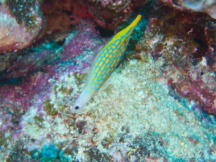 Oxymonacanthus longirostris