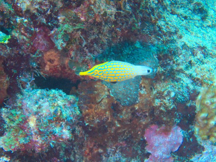 Oxymonacanthus longirostris