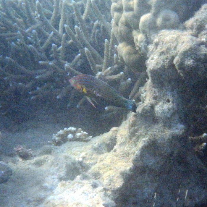 Halichoeres melanurus