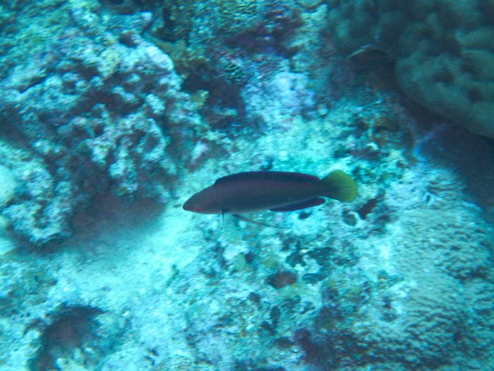 Cirrhilabrus punctatus
