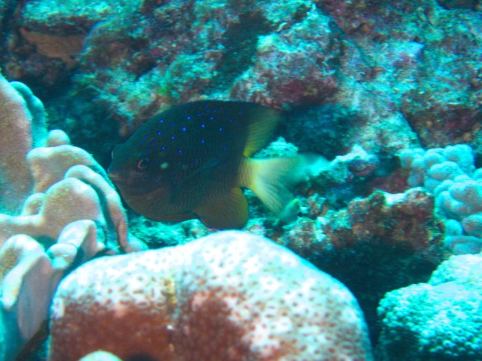 Plectroglyphidodon lacrymatus