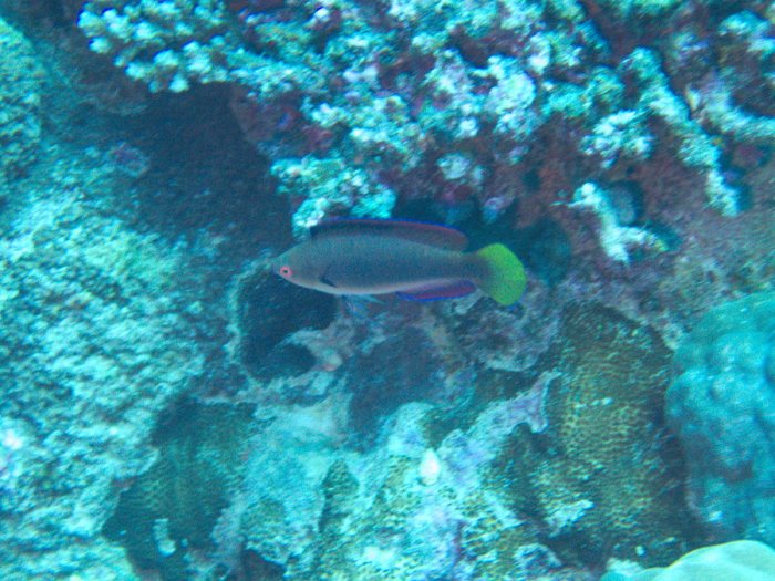 Cirrhilabrus punctatus