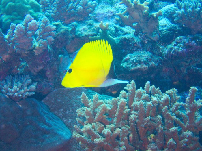 Forcipiger flavissimus