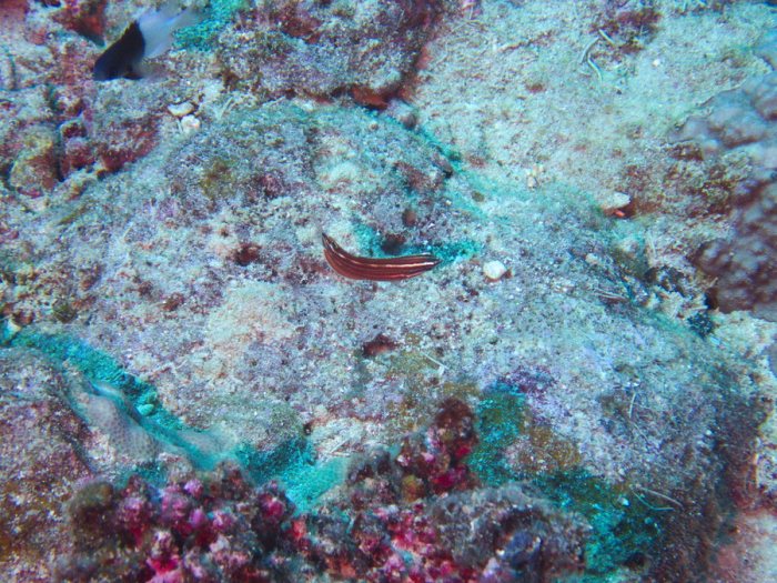 Halichoeres biocellatus