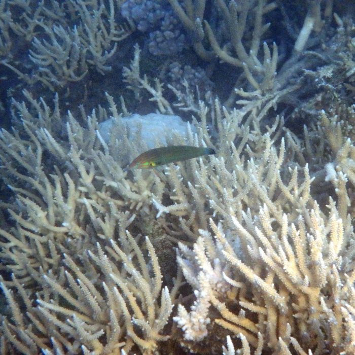 Halichoeres melanurus