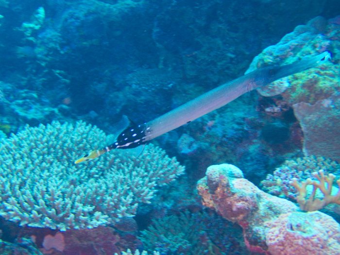 Aulostomus chinensis