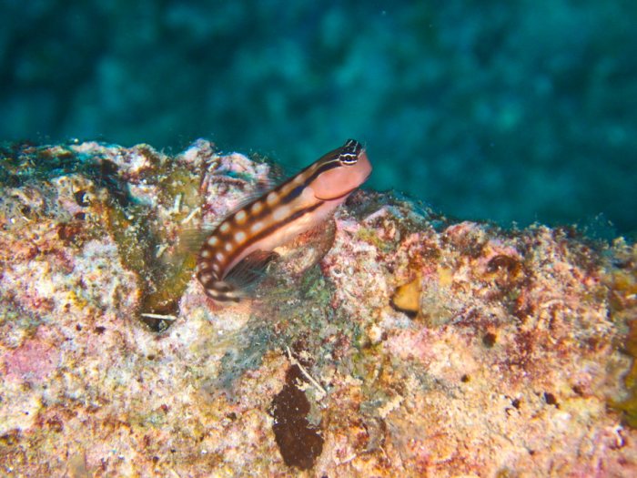 Ecsenius yaeyamaensis