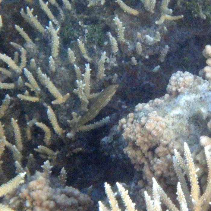Halichoeres melanurus