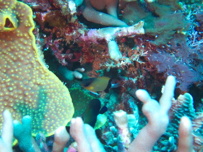 Plectroglyphidodon dickii