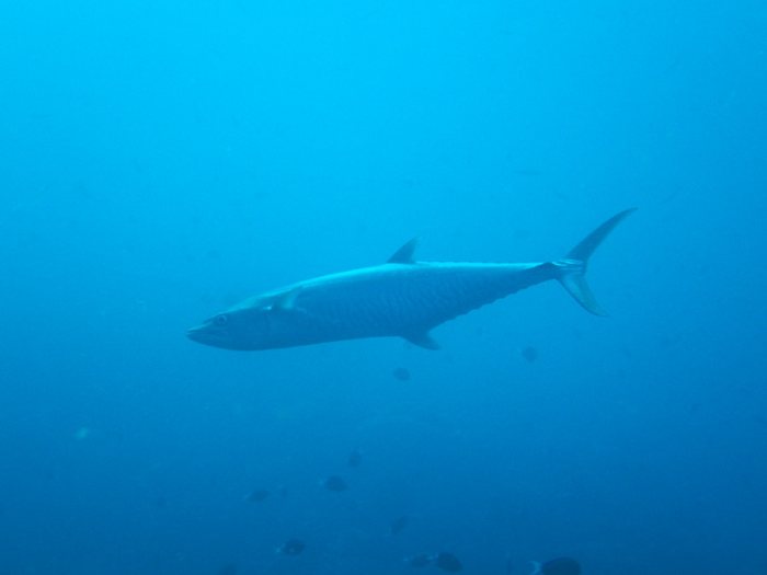 Poissons osseux