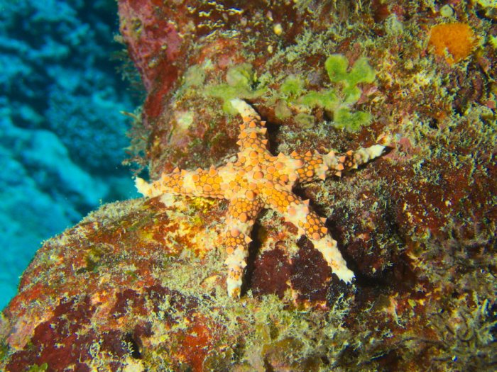 Gomophia egyptiaca