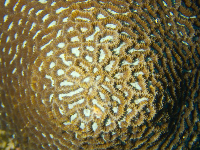 Corail dur