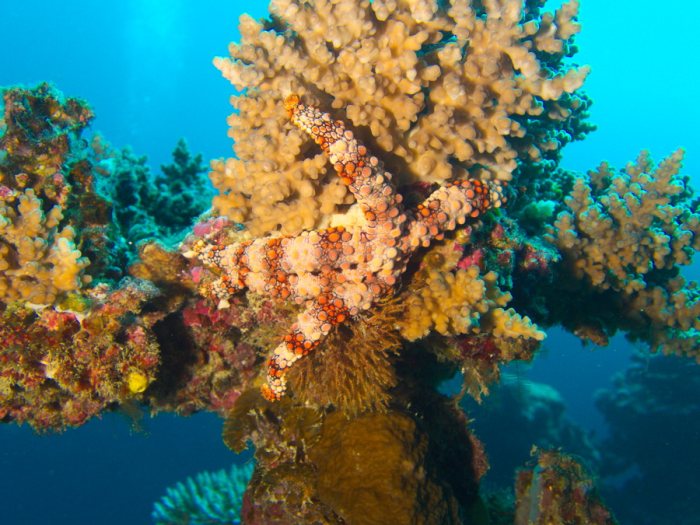 Nardoa gomophia