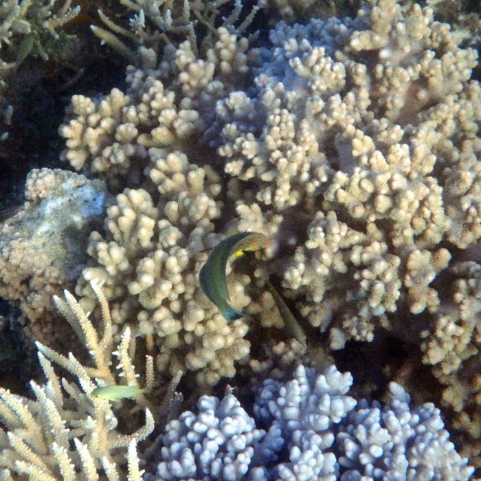 Halichoeres melanurus