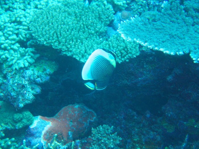 Chaetodon reticulatus
