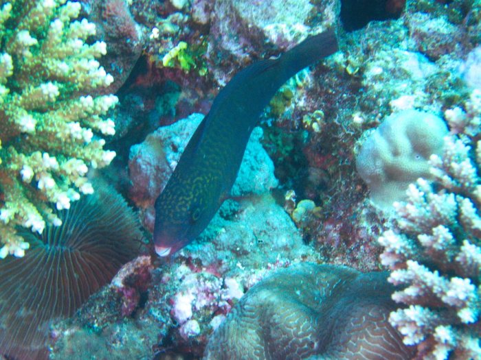 Poissons osseux