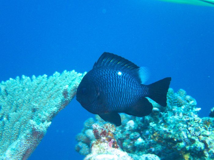 Dascyllus trimaculatus