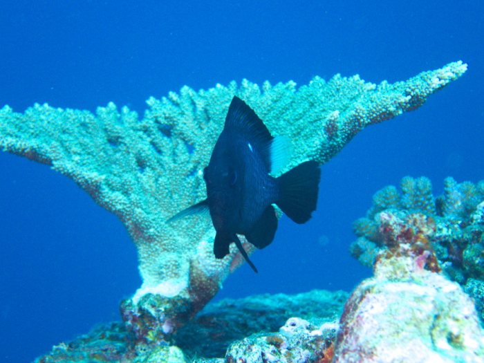 Dascyllus trimaculatus