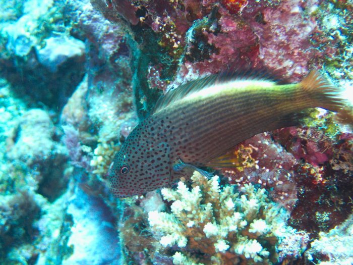Paracirrhites forsteri