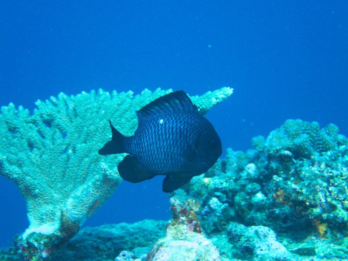 Dascyllus trimaculatus