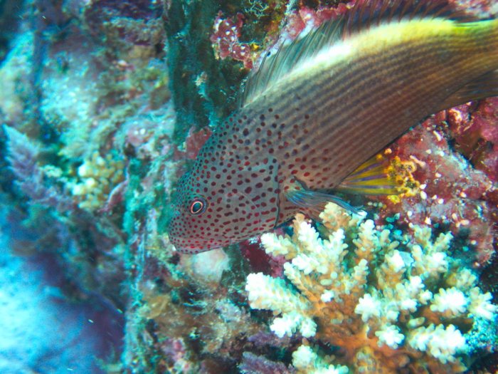 Paracirrhites forsteri