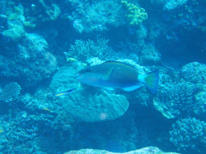 Poisson-perroquet