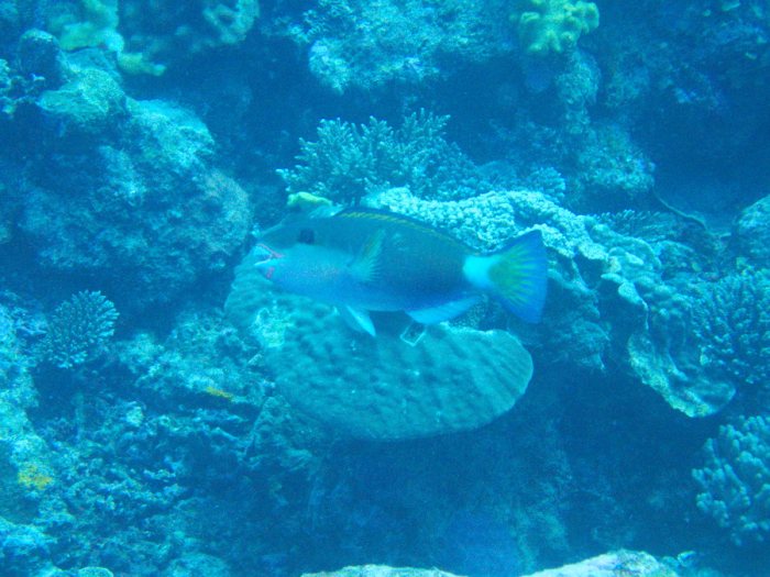 Poisson-perroquet