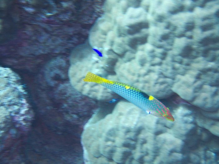 Halichoeres hortulanus