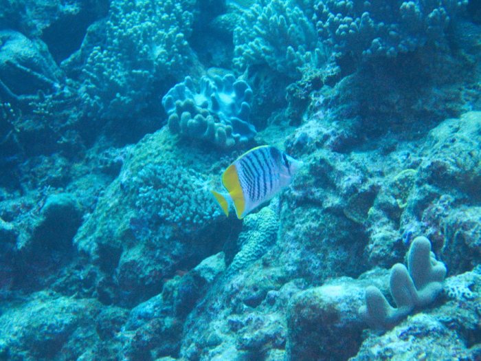 Chaetodon mertensii